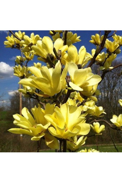 Magnolia hybrida Yellow Lantern